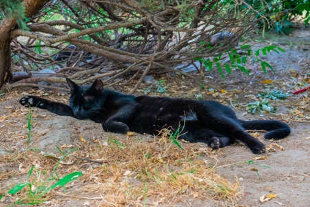 Sleeping catの写真素材