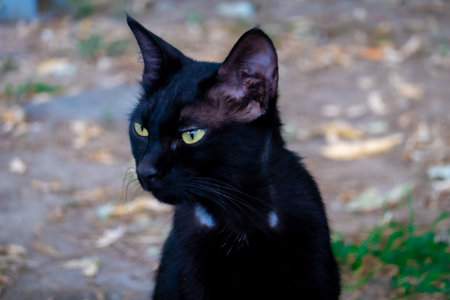 Black cat