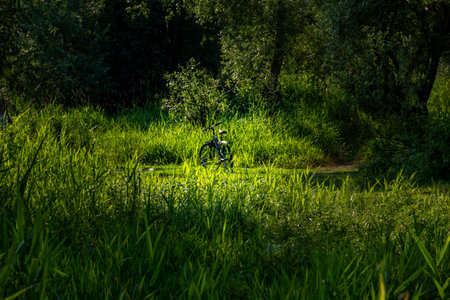 Blue bike in green natureの写真素材