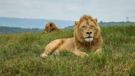 Lion Park South Africaの写真素材