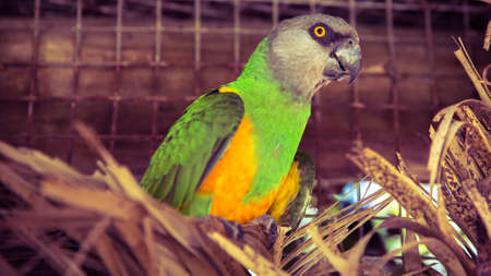 World of Birds is the largest bird park in Africa and one of the few large bird parks in the World.の写真素材