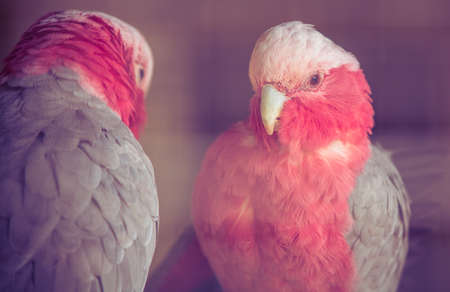 Stresa - Parco Villa Pallavicinoの写真素材