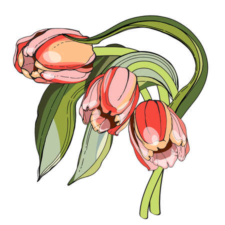 Pink tulips, stylization of a watercolor drawing. In a black outline. A naturalistic image.Decoration, sticker, print on dishes and fabrics.For a holiday, postcard, banner.Wedding, mother's Day.Loveのイラスト素材