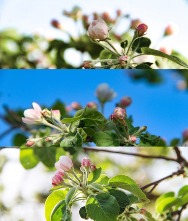 texture background. SPRING, FLOWERS.Spring flowering of fruit trees. Bright sunny day, blue sky and spring greenery. Use as a templateの写真素材