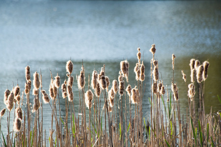 Walking by the reedの写真素材