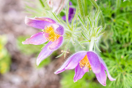 Pulsatilla Vulgaris
