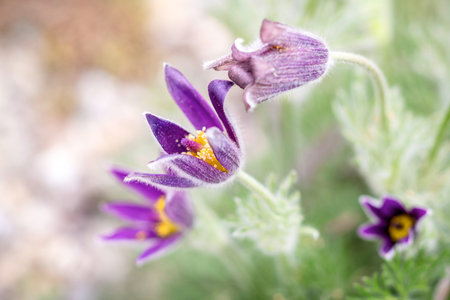Pulsatilla Vulgaris