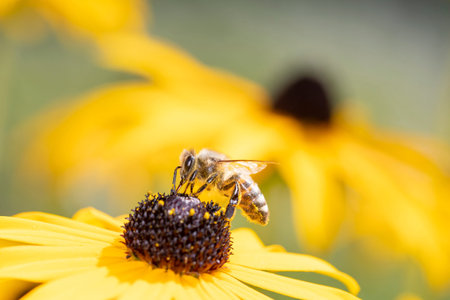 Bee - Apis mellifera - pollinates a blossom of the orange coneflower - Rudbeckia fulgida