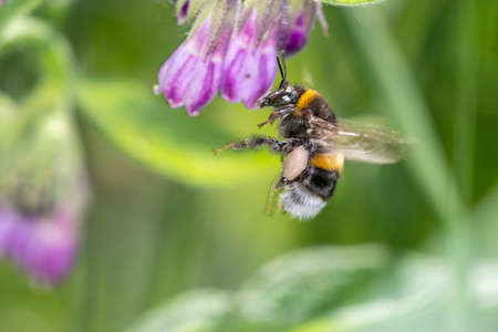 Large earth bumblebee - Bombus terrestris - pollinates a comfrey - Symphytum Officinaleの写真素材