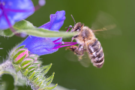 Bee - Apis mellifera - pollinates a blossom of the viper's bugloss - Echium vulgareの写真素材