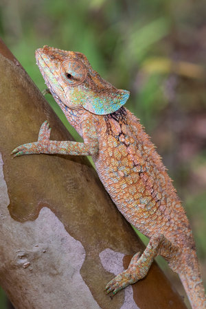 Chameleon in its natural environment in the rainforest of Madagascar