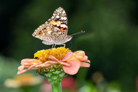 Vanessa cardui is a well-known colorful butterfly, known as the painted lady, or in North America as the cosmopolitanの写真素材