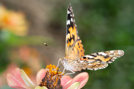 Vanessa cardui is a well-known colorful butterfly, known as the painted lady, or in North America as...