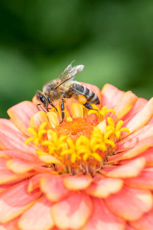 The European honey bee - Apis Mellifera -, usually simply called bee or honey bee, belongs to the family of the real bees. It is common in Europe, Africa and the Near East.の写真素材