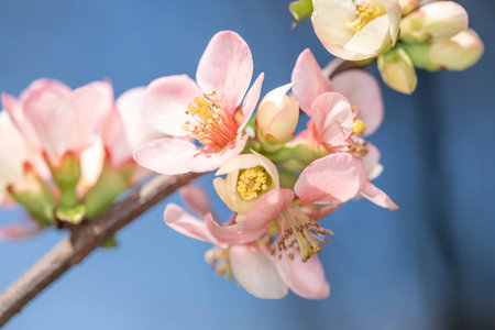 A warm spring day with apple trees in blossom
