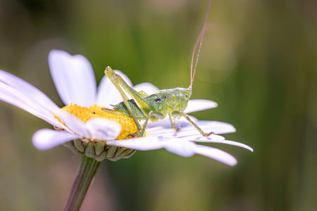 Great green bush cricket - Tettigonia viridissima - resting on Leucanthemum blossom - marguerite
