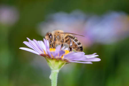 Bee - Apis mellifera - pollinates a blossom of the rice button aster or bushy aster - Aster dumosusの写真素材