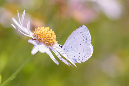 The holly blue butterfly - Celastrina argiolus - sucks with its trunk nectar from a marguerite blossom - Leucanthemum vulgareの写真素材