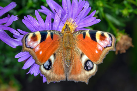 European peacock butterfly - Aglais-io - resting on the blossom of an Aster flower