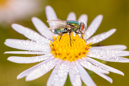 Lucilia sericata - common green bottle fly is resting on a blossom of a daisy flower - Leucanthemum...