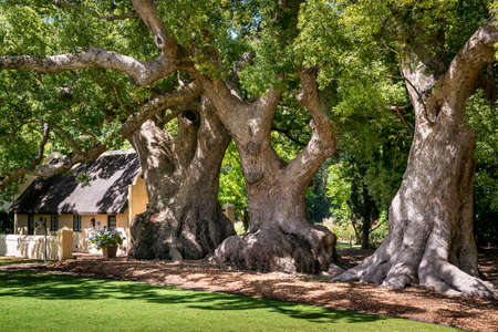 Somerset West, South Africa - January 30. 2020: The Vergere Wine Estate is located at Somerset West in South Africa. A bistro and restaurant are attached to the winery. Garden & Heritage Tour and Environmental Tour are availableのeditorial素材