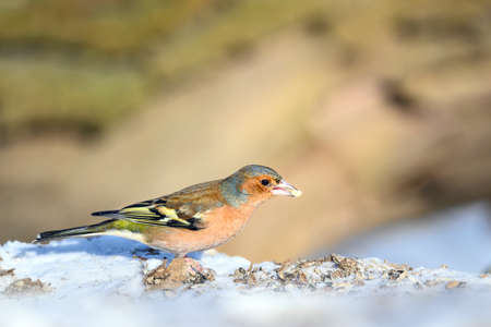 Chaffinch - Fringilla coelebs (male), foraging in its natural habitatの写真素材