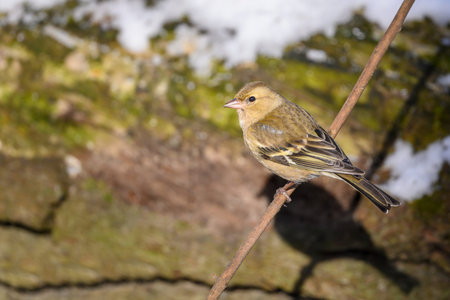 Chaffinch - Fringilla coelebs (female), foraging in its natural habitatの写真素材