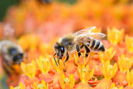 Bee - Apis mellifera - pollinates a blossom of the butterfly milkweed - Asclepias Tuberosaの写真素材