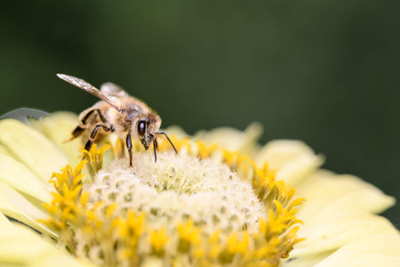 Bee - Apis mellifera - pollinates a blossom of the common zinnia or elegant zinnia - Zinnia elegansの写真素材