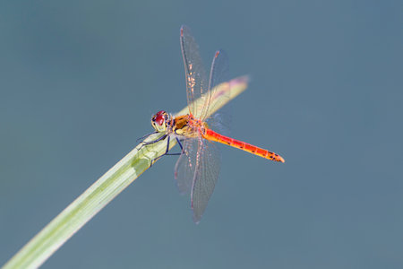 Sympetrum depressiusculum the Spotted darter dragonfly in its natural habitatの写真素材