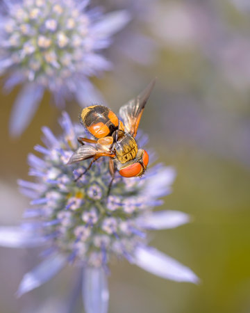 Ectophasia crassipennis resting on Eryngium palmatum - the blue eryngo, flat sea holly or noble thistleの写真素材