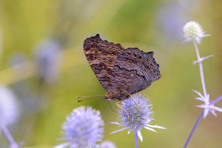 European peacock or peacock-butterfly - Aglais-io - resting on Eryngium palmatum - the blue eryngo, flat sea holly or noble thistleの写真素材