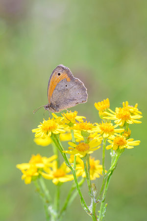 Meadow Brown butterfly - Maniola jurtina resting on Jacobaea vulgaris - common ragwort, ragwort, smegplant or tansy ragwortの写真素材
