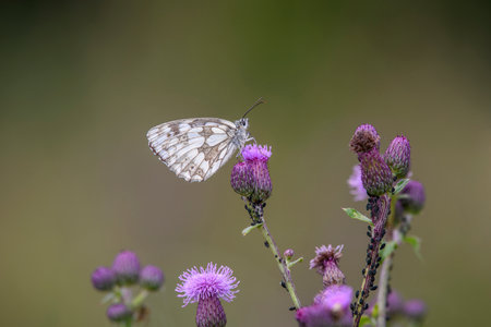 The marbled white - Melanargia galathea sucks nectar with its trunk from the blossom of the Cirsium arvense the creeping thistle or field thistleの写真素材