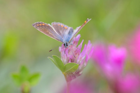 Common blue butterfly or European common blue - Polyommatus icarus - resting on a blossom of the red clover - Trifolium pratenseの写真素材