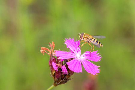 Syrphus ribesii - Hoverfly resting on Carthusian pink - Dianthus carthusianorumの写真素材