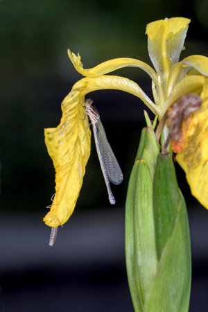 Newly emerged female of the Azure Damselfly - Coenagrion puella - on Iris pseudacorus - the yellow flag, yellow iris or water flagの写真素材