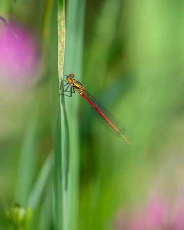 Red dragonfly resting on a blade of grass in a meadow