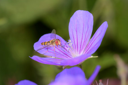 Marmalade hoverfly - Episyrphus balteatus on a blossom of Geranium pratense the meadow crane's-billの写真素材