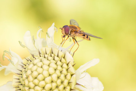 Marmalade hoverfly - Episyrphus balteatus on a blossom of Scabiosa ochroleuca the cream pincushions or cream scabiousの写真素材