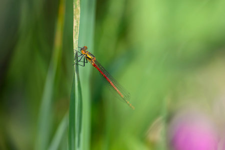 The large red damselfly, Pyrrhosoma nymphula, is a species of damselflies belonging to the family Coenagrionidaeの写真素材
