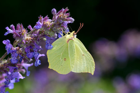 Common brimstone butterfly - Gonepteryx rhamni sucks with its trunk nectar from a blossomの写真素材