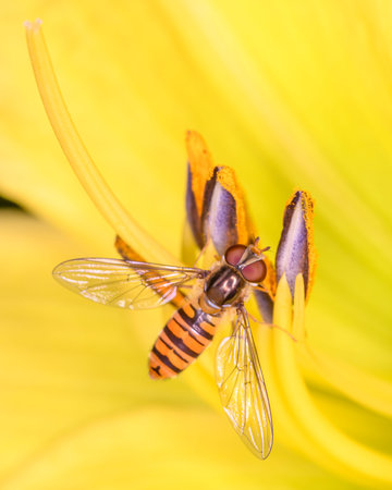 Closeup of a hoverfly on a yellow lily flower.の写真素材