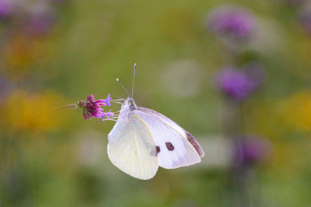 Small cabbage white butterfly - Pieris rapae - sucks nectar with its trunk from the blossom of the purpletop vervain - Verbena bonariensisの写真素材