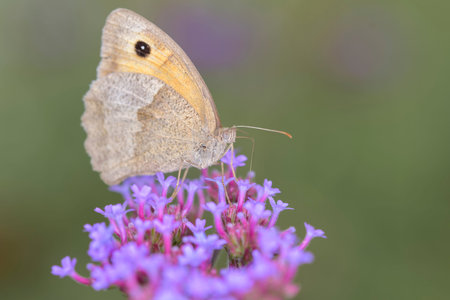 butterfly on a purple flower in the nature or in the gardenの写真素材