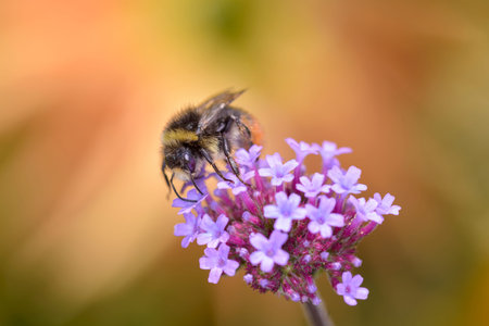 bumblebee on a purple flower in the nature. macro shot