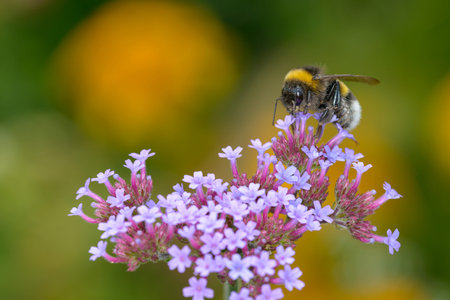 Bumblebee collecting nectar on a purple flower in the gardenの写真素材