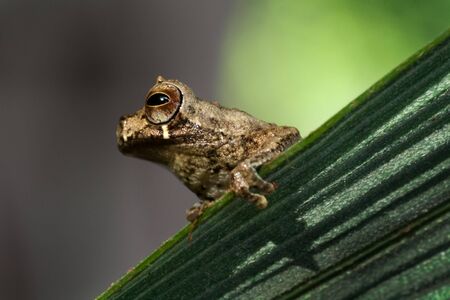 portrait of a small tree frog Dendrosophus parviceps on a palm leaf in the Bolivian rain forestの写真素材