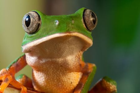 Monkey frog Phyllomedusa tomopterna Boliviaの写真素材