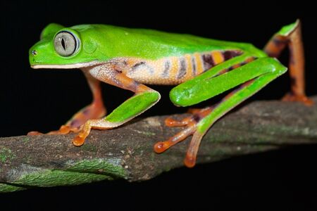 Monkey frog Phyllomedusa tomopterna Boliviaの写真素材
